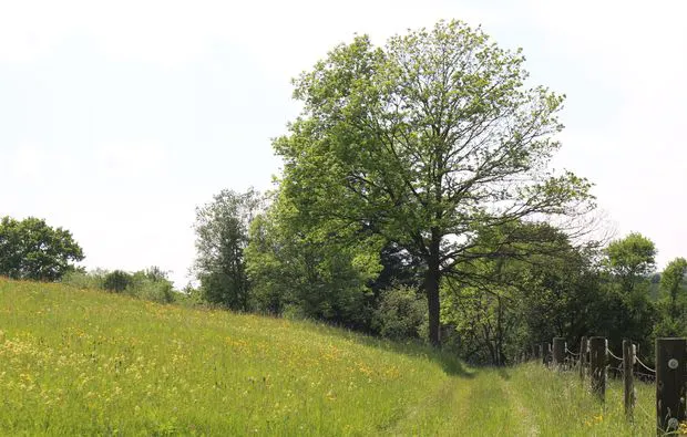 Kräuterwanderung Waldenbuch Raum Stuttgart - 5