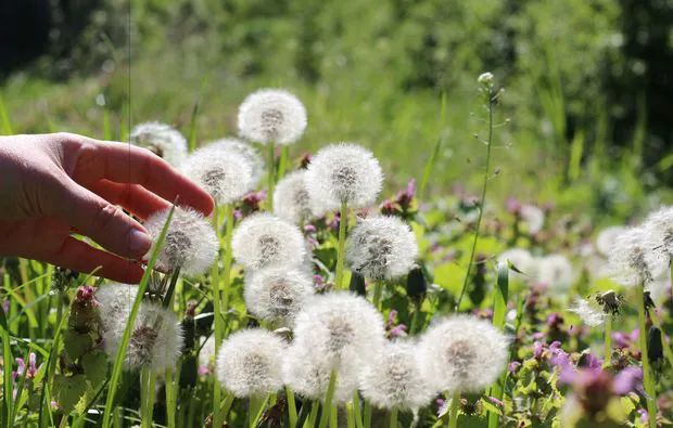 Kräuterwanderung Waldenbuch Raum Stuttgart - 6