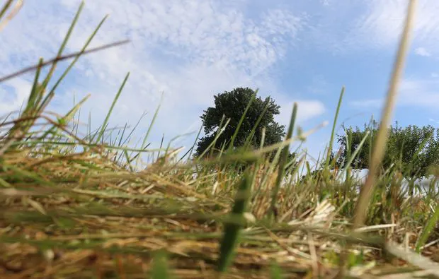 Kräuterwanderung Waldenbuch Raum Stuttgart - 7