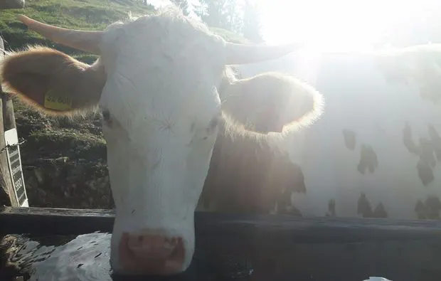 Sonnenaufgangstour mit Bergfrühstück Reit im Winkl - 7