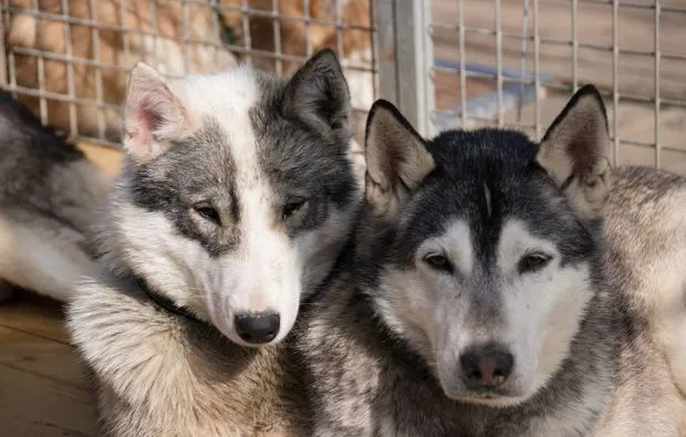 Husky-Trekking Mödingen - 5