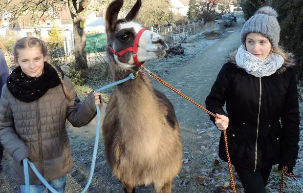 Lamatrekking Seeheim-Jugenheim - 5