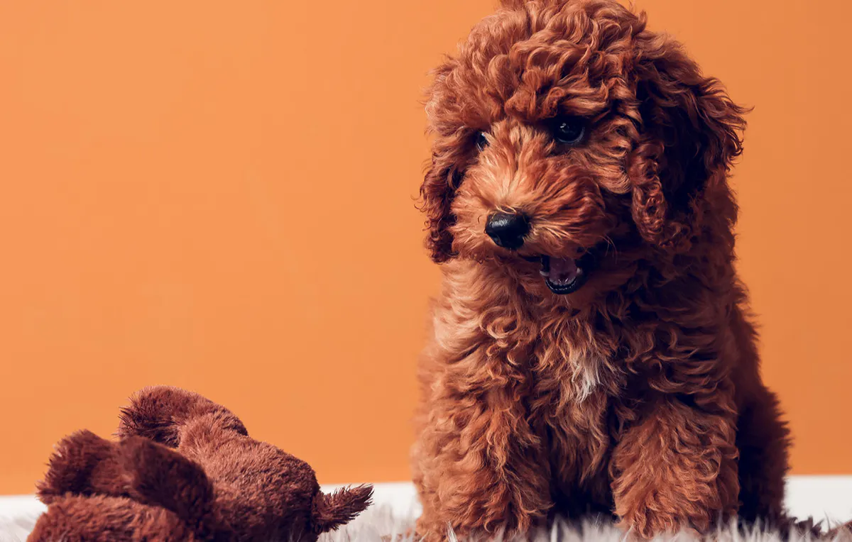 Tier Fotoshooting Dortmund - 5