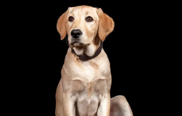 Fotoshooting Tiere Niederwinkling - 5