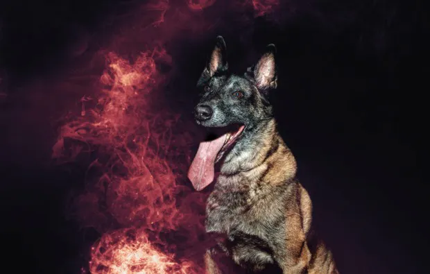 Fotoshooting Tiere Niederwinkling - 6