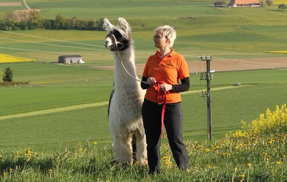 Lamatrekking Tour Attiswil für 2