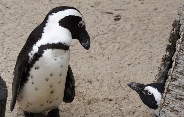 Fotokurs "Allwetter-Zoo" Münster - 5
