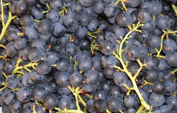 Weinseminar mit Maschinenvorführung Perg - 5