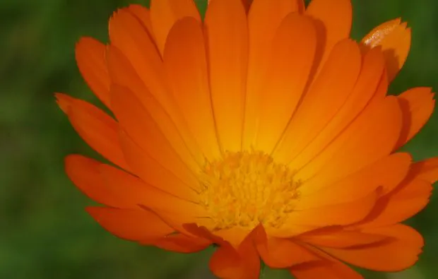 Kulinarische Bergwanderung in Reit im Winkl - 5