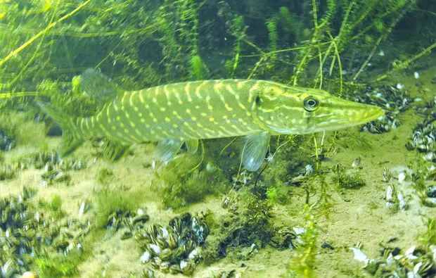 Tauchschnupperkurs im Elisabethen See Worms - 6