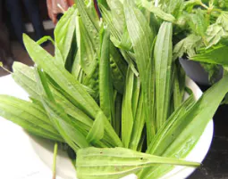 Kräuterwanderung Wien - 6