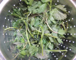 Kräuterwanderung Wien - 7