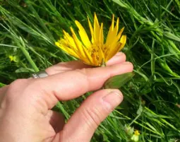 Kräuterwanderung Wien - 8