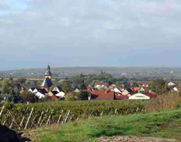 Wildkräuterwanderung durch die Weinberge Worms - 5