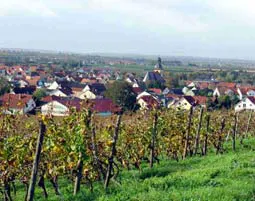 Wildkräuterwanderung durch die Weinberge Worms - 6