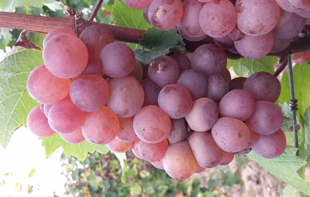 Weinreise Mesenich für 2 (2 Nächte) - 5