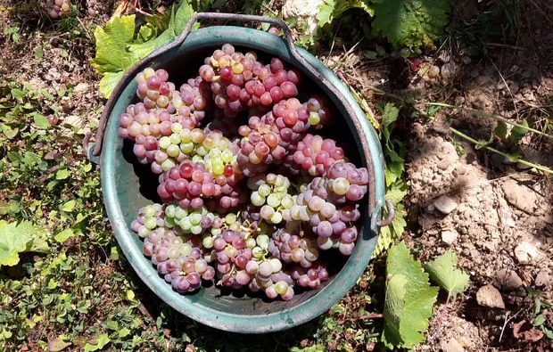 Weinreise Mesenich für 2 (2 Nächte) - 6