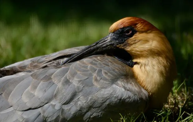 Fotokurs "Zoologischer Garten" Köln - 5