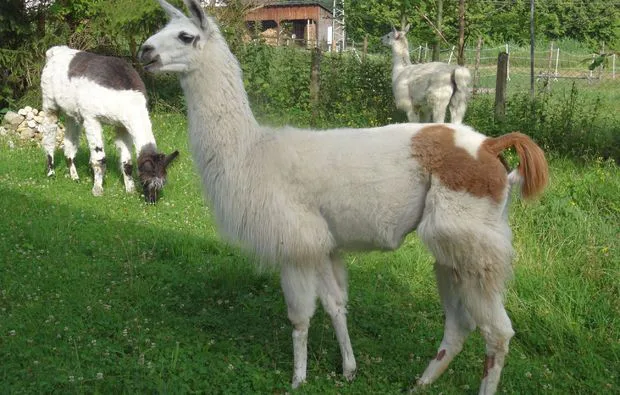 Lama-Trekking Fuchstal (2,5 Std.) - 2