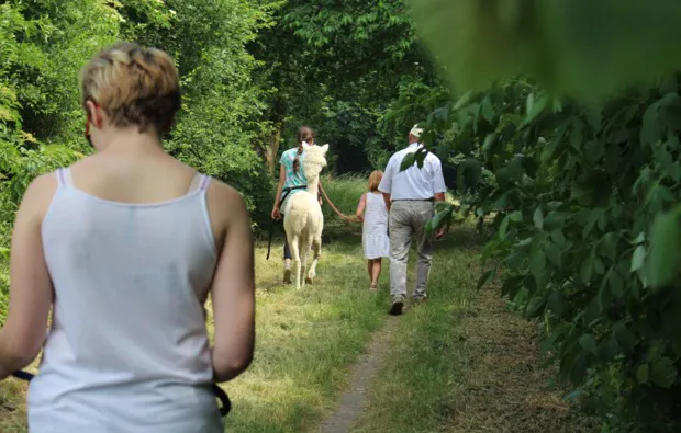 Alpaka Trekking Hamberge - 5