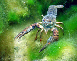 Abenteuer-Tauchen Graz - 6