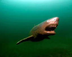 Abenteuer-Tauchen Graz - 7