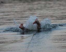 Barfuss-Wasserski fahren Bad Abbach (60 min) - 5