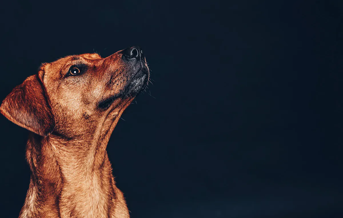 Tier Fotoshooting Köln - 5