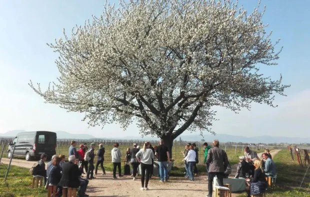 Weinreise Rohrbach für 2 (1 Nacht) - 11