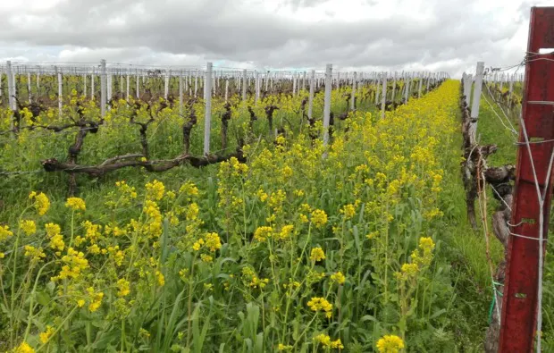 Weinreise Rohrbach für 2 (1 Nacht) - 9