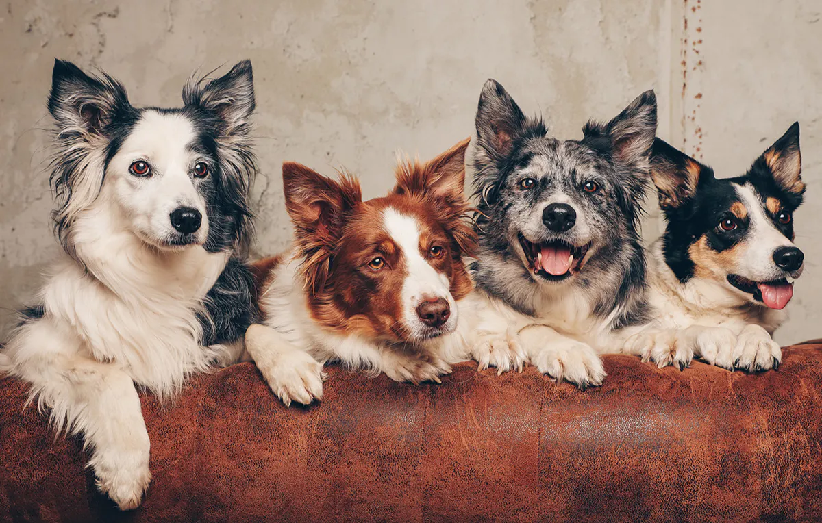 Tier Fotoshooting Düsseldorf - 5