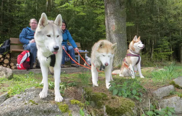 Husky Workshop Thanstein - 5