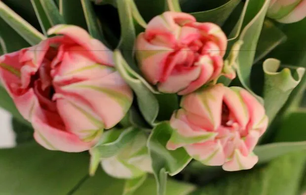 Candle-Light-Dinner für 2 Merzen - 7