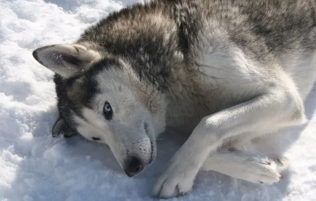 Husky Trekking Kollnburg - 5
