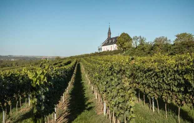 Weinbergwanderung mit Verkostung Worms - 8