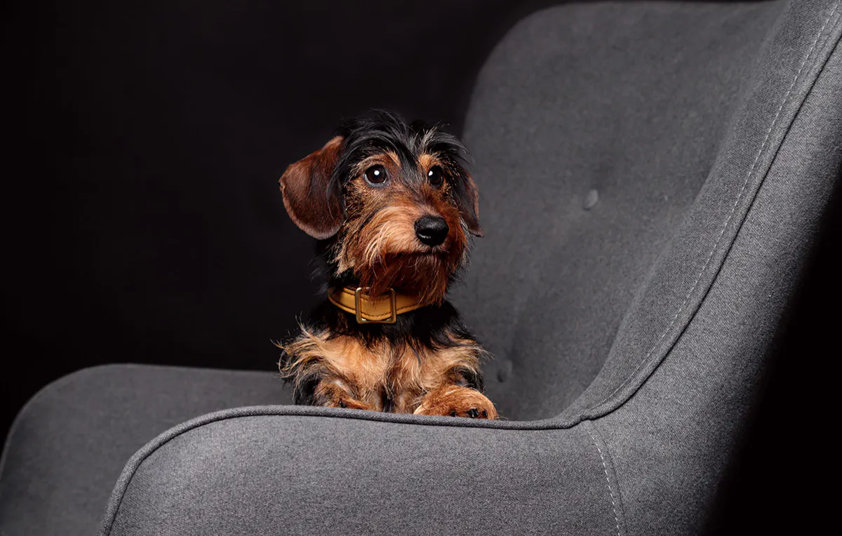 Tier Fotoshooting Mainz - 5