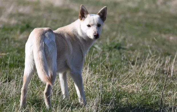 Husky Erlebnistag Werder - 5