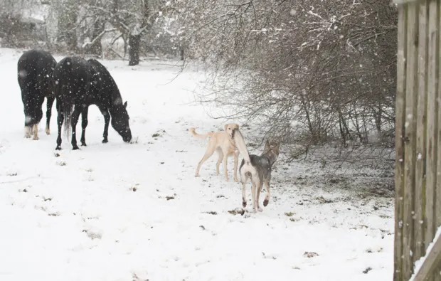 Husky Erlebnistag Werder - 6