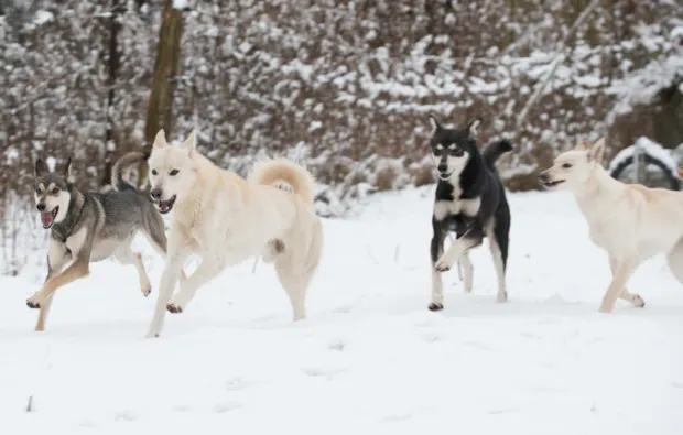Husky Erlebnistag Werder - 7