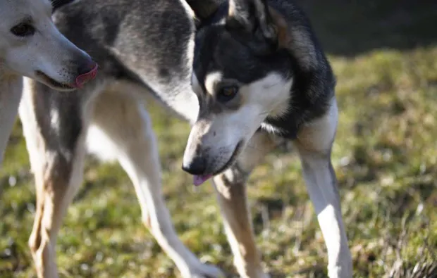 Husky Erlebnistag Werder - 8
