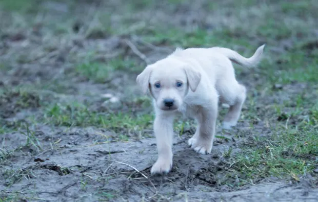 Husky Erlebnistag Werder - 9