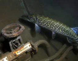 Wracktauchen Kalsdorf - 5