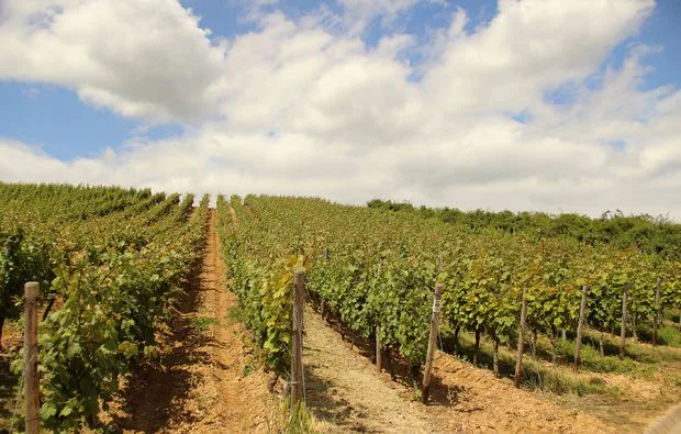 Weinbergsrundfahrt Guldental (mit Holder- & Weinverkostung) - 1