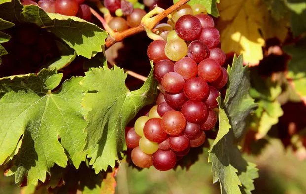 Weinbergsrundfahrt Guldental  (mit Holder- & Weinverkostung) - 6