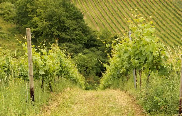 Weinbergsrundfahrt Guldental  (mit Holder- & Weinverkostung) - 7