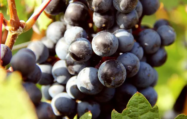 Weinbergsrundfahrt Guldental  (mit Holder- & Weinverkostung) - 8