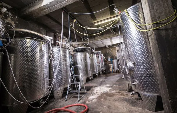 Weinbergsrundfahrt Guldental  (mit Holder- & Weinverkostung) - 9