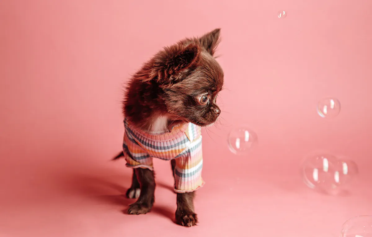 Tier Fotoshooting Berlin - 5