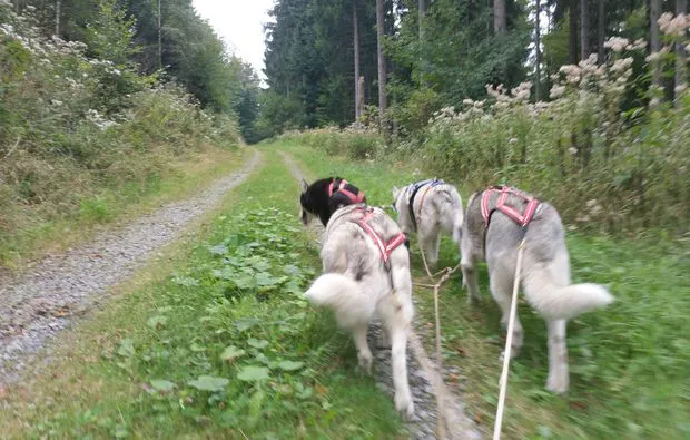 Schlittenhundefahrt Bad Herrenalb für 2 - 5