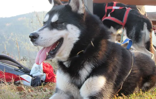 Husky-Trekking Bad Herrenalb - 6